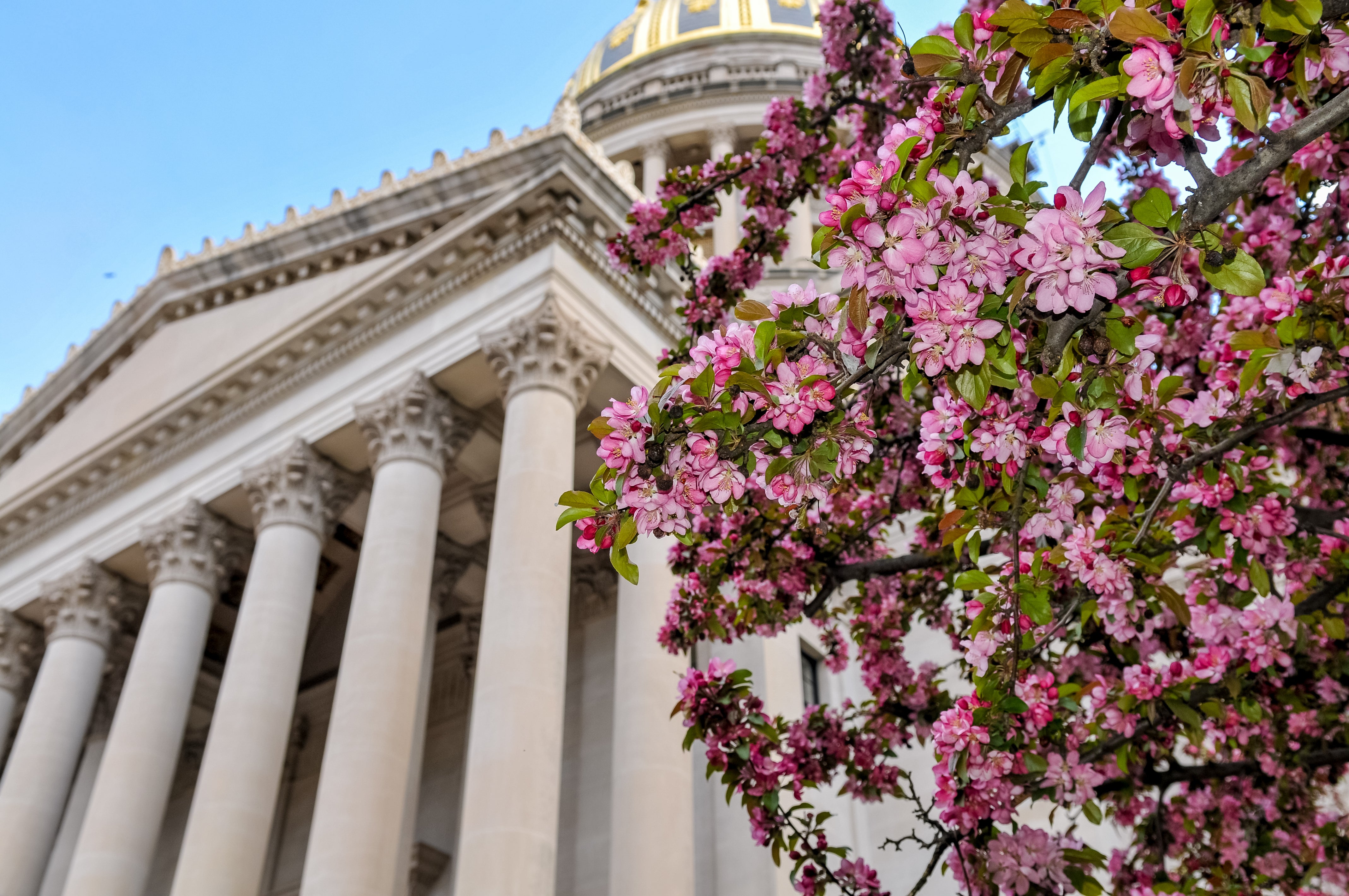 WV Capitol with Rhododendron in foreground